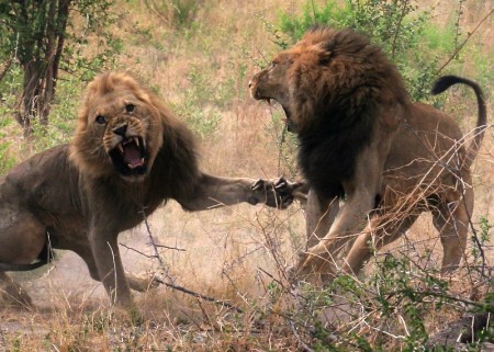 Pictures Of Lions Fighting