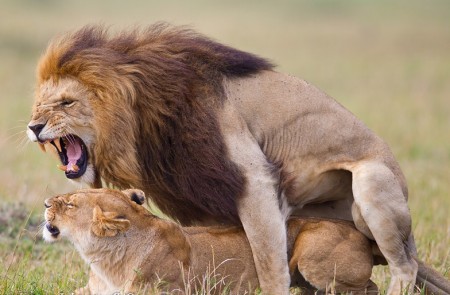 Pictures Of Lions Mating