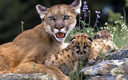 Pictures Of Mountain Lions In Texas