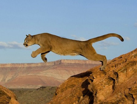 Pictures Of Mountain Lions Jumping