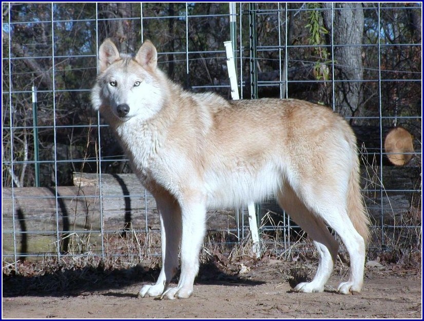 Pictures Of Wolf Hybrid Dogs