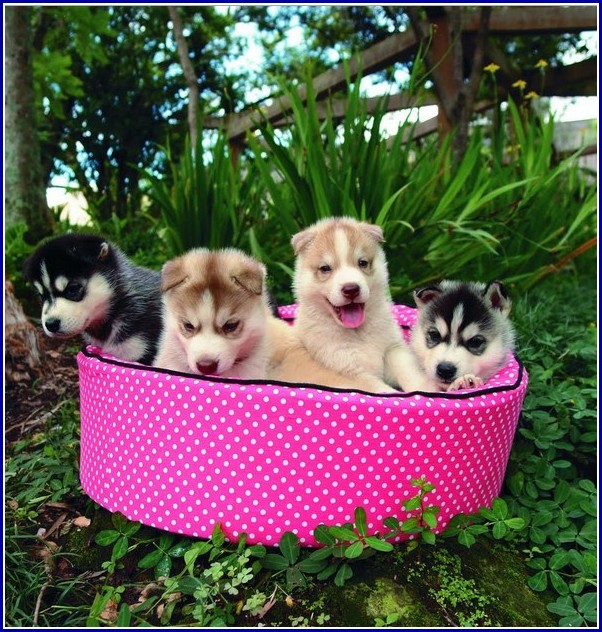 Pink Dog Beds For Medium Dogs