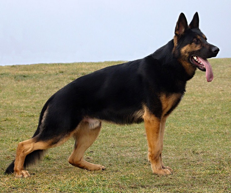 Police Dog Breeds Malinois