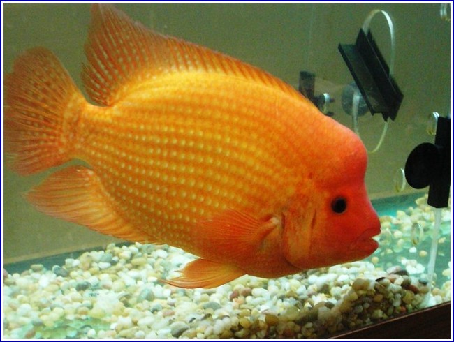 Red Devil Fish Images