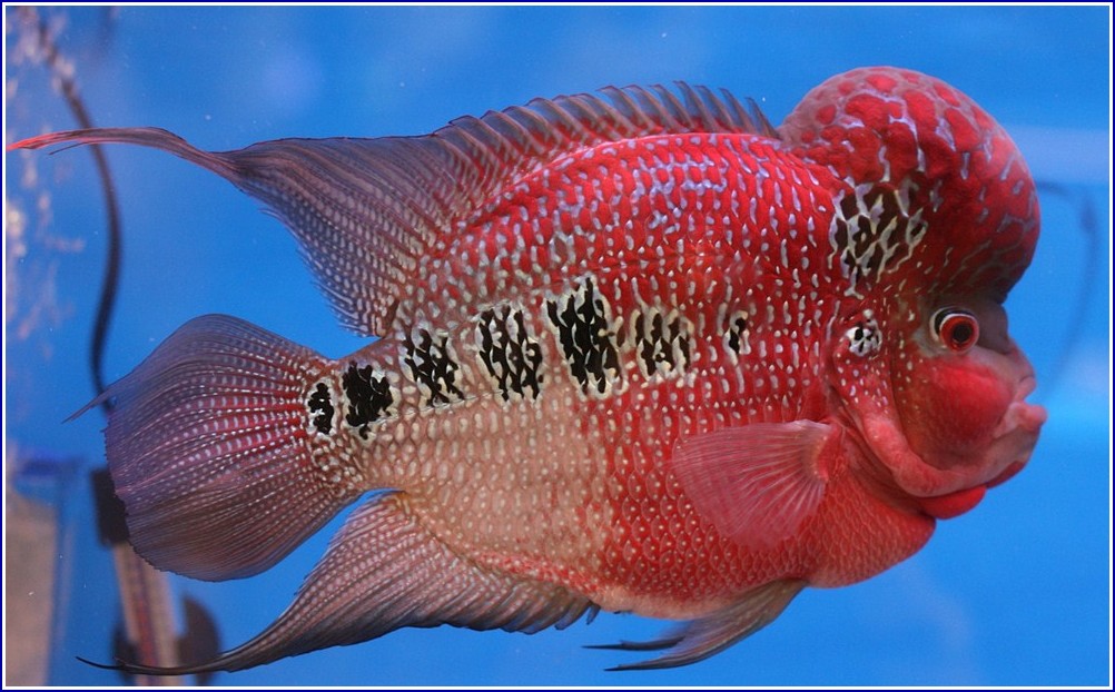 Red Devil Fish Pics