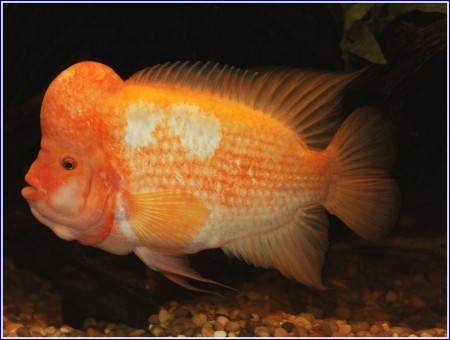Red Devil Fish Pictures