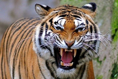 Saber Tooth Tiger Wallpaper