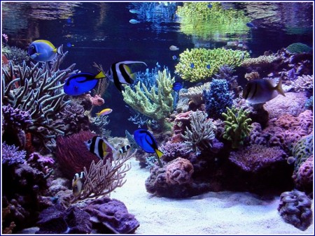 Saltwater Fish Tank Coral