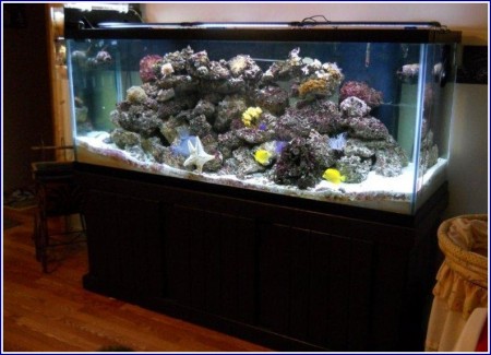 Saltwater Fish Tank Filter