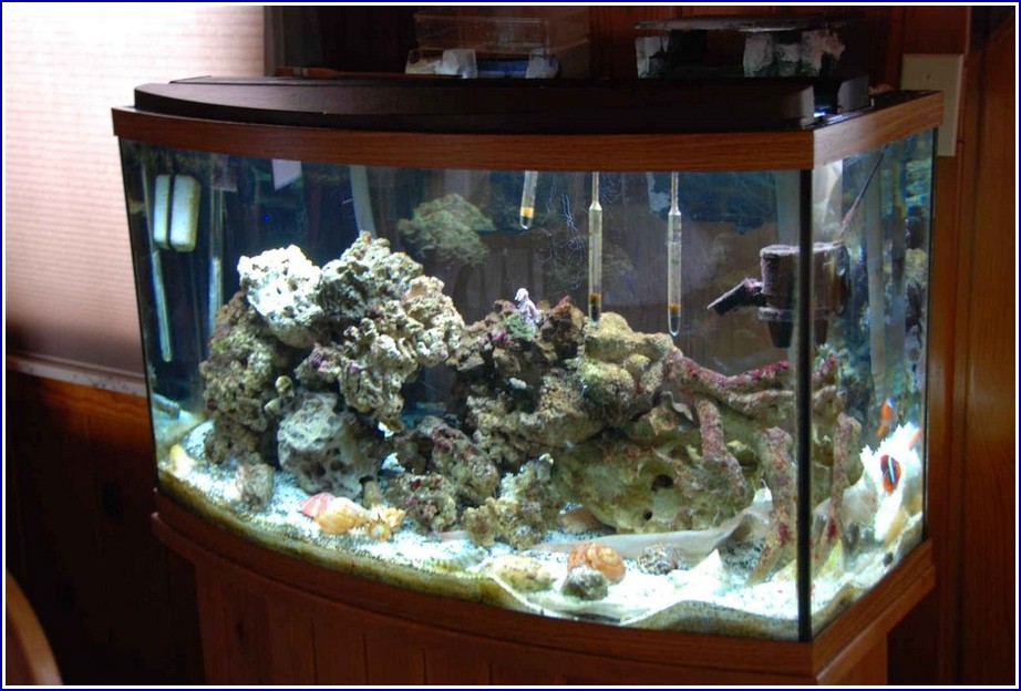 Saltwater Fish Tank Pictures
