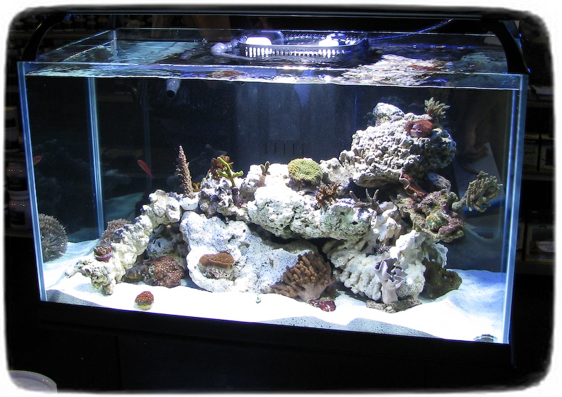 Saltwater Fish Tanks Pictures