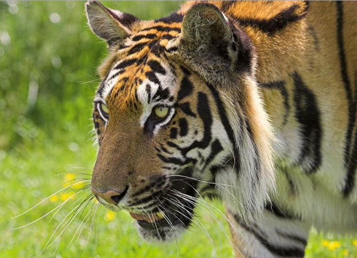 Siberian Tiger Facts For Children