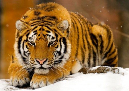 Siberian Tiger Facts For Kids
