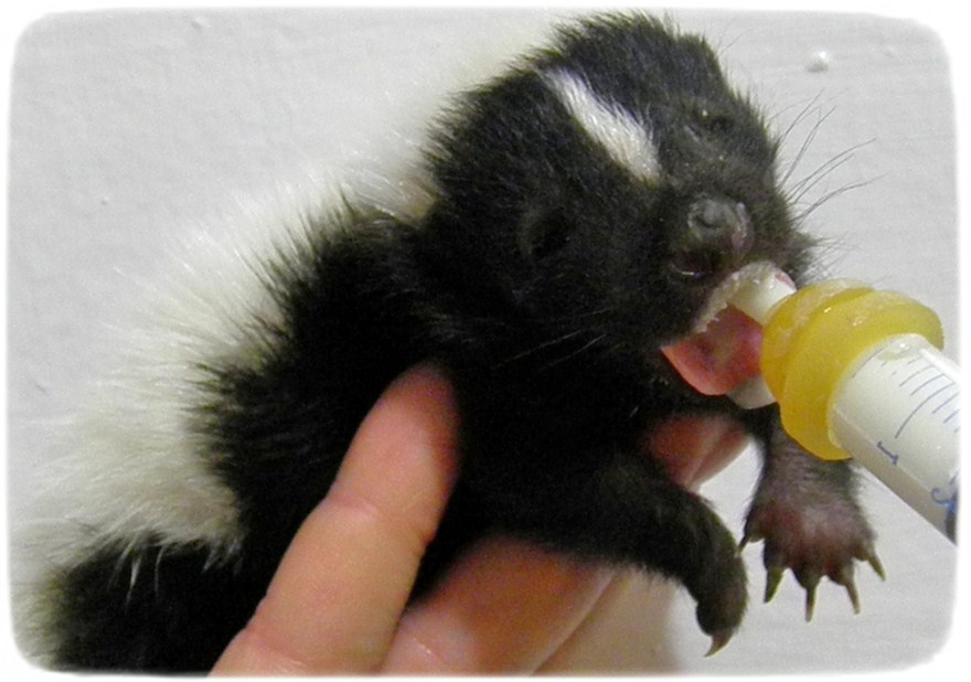 Skunks As Pets In Tennessee