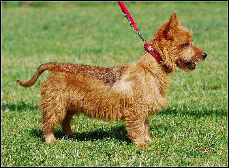 Small Sized Dogs Breeds By Pictures