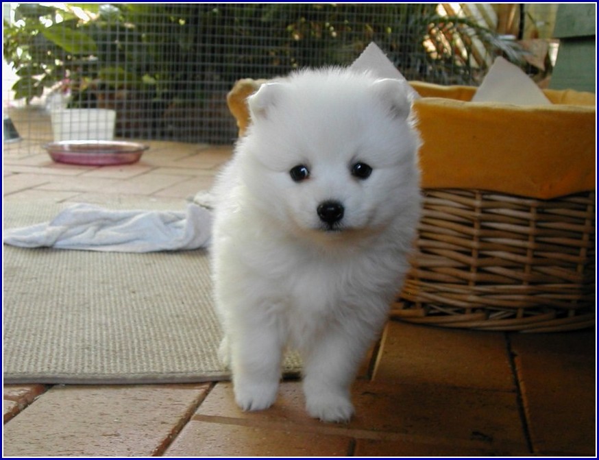 Small White Dog Breed
