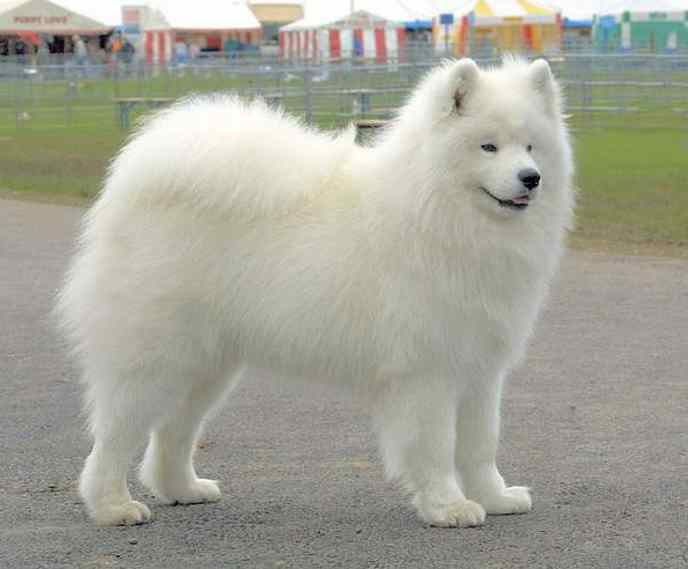 Small White Dog Breeds Fluffy