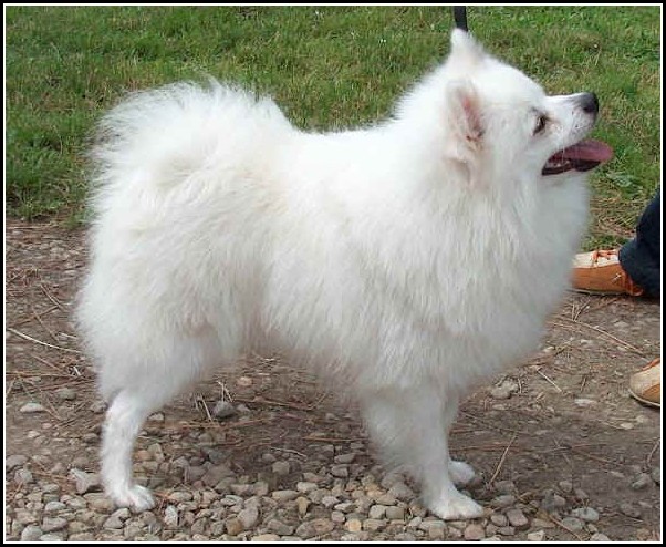 Small White Dogs Breeds
