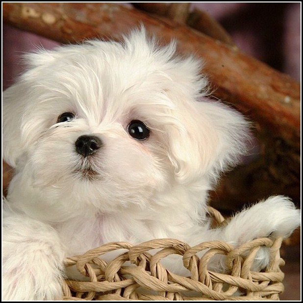 Small White Dogs With Curly Hair