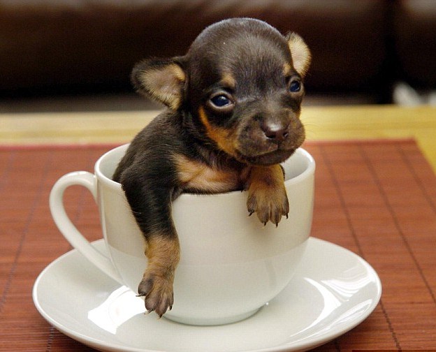 Smallest Dog Breed In The World 2013