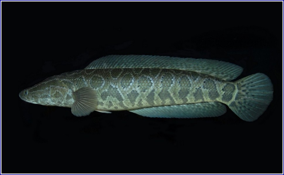 Snakehead Fish Aquarium