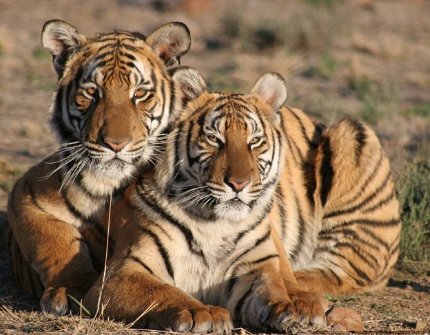 South China Tiger Habitat