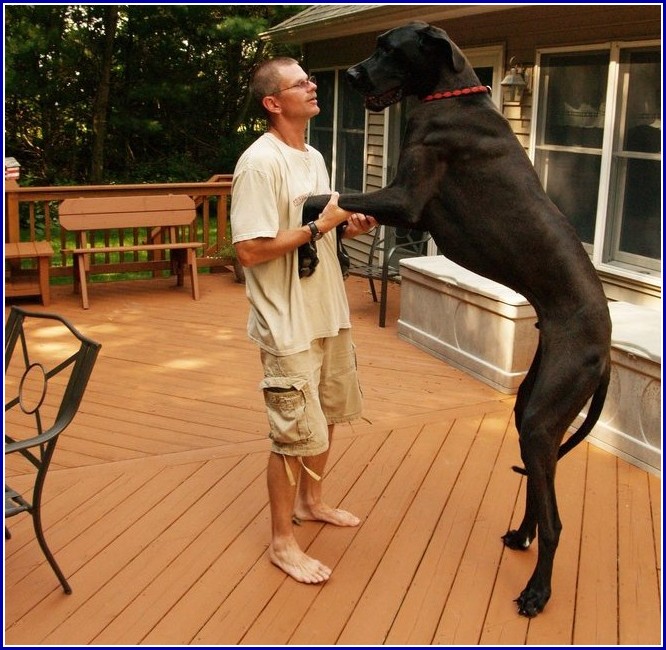 Tallest Dogs In The World Pictures