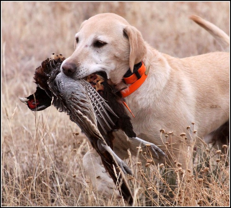 Types Of Hunting Dogs Bird