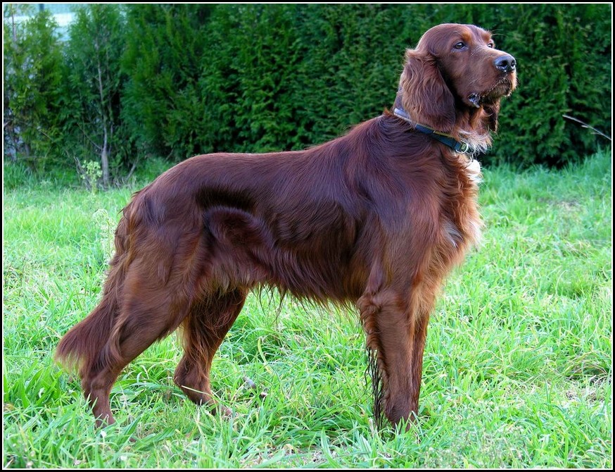 Types Of Hunting Dogs With Pictures