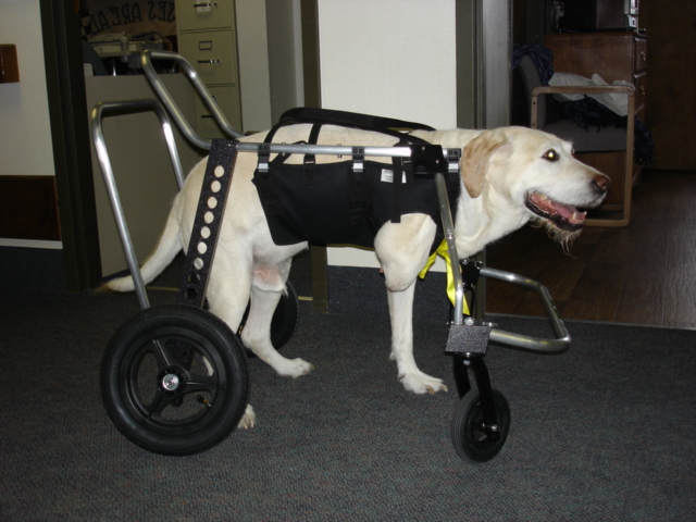 Wheelchairs For Dogs Australia
