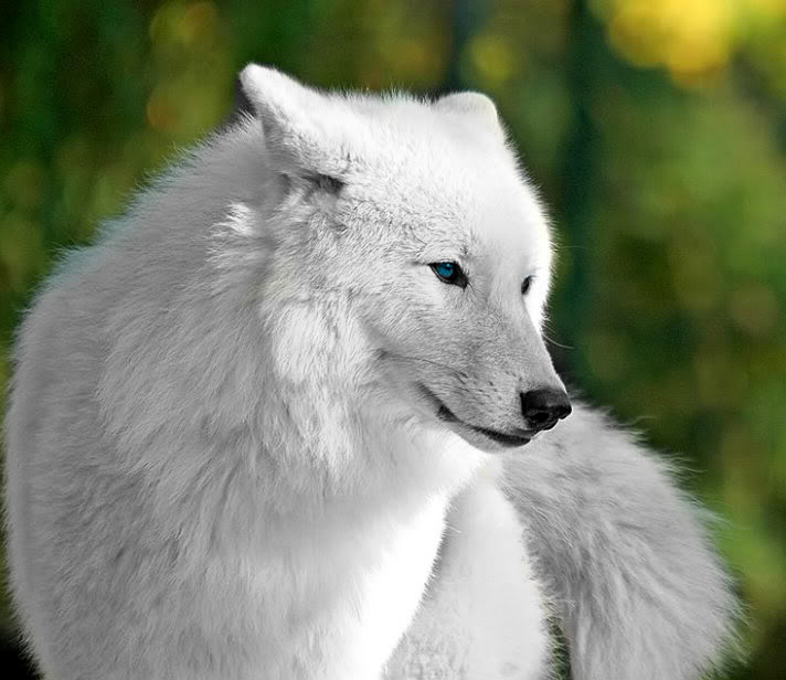 White And Gray Wolf Pictures