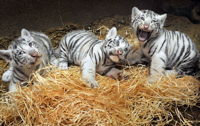 White bengal tiger cubs playing