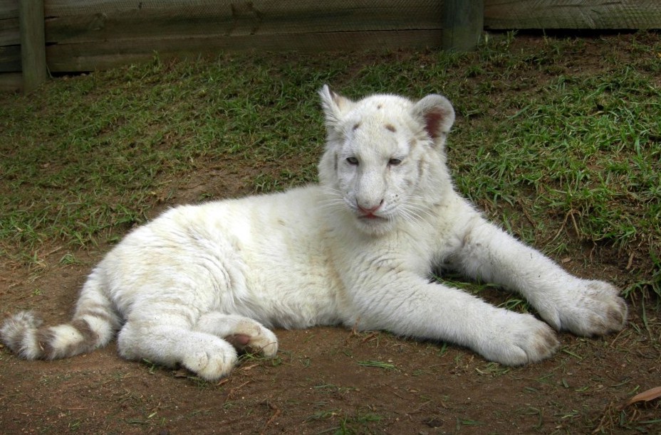 White Bengal Tiger Cubs