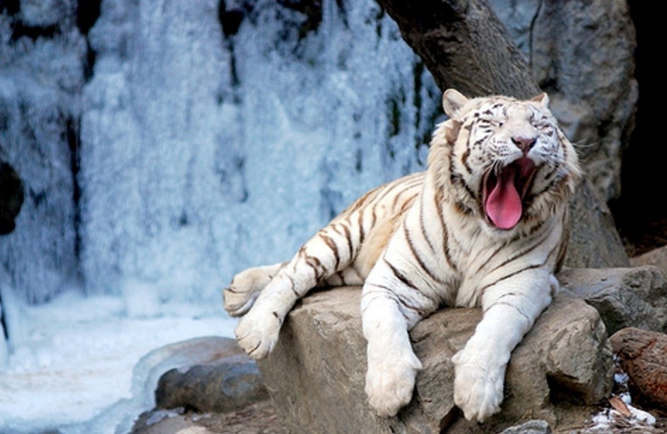 White Bengal Tiger With Blue Eyes Wallpaper