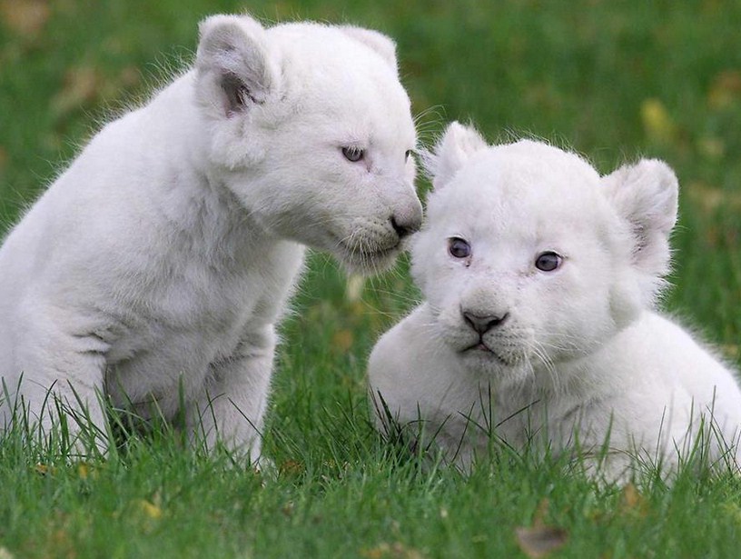 White Lion Animal Baby
