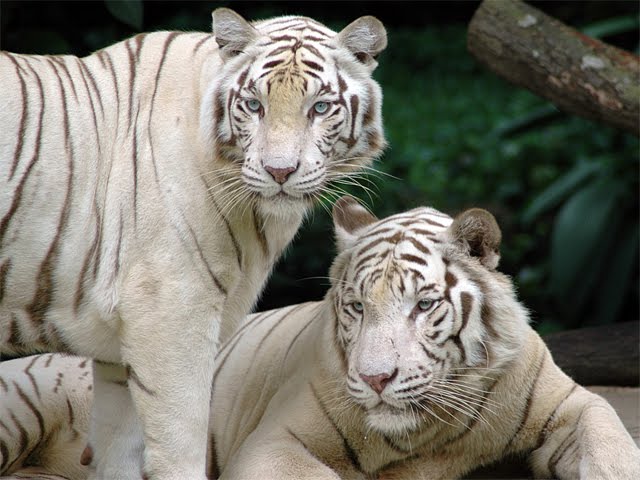 White Siberian Tiger Facts