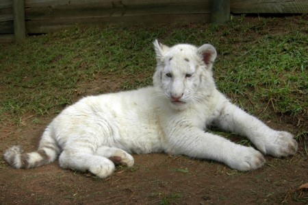 White Tiger Cubs Images