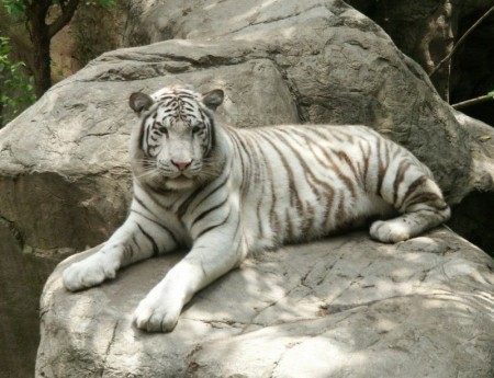 White Tigers Facts And Pictures
