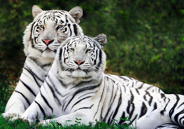 White Tigers Facts For Kids