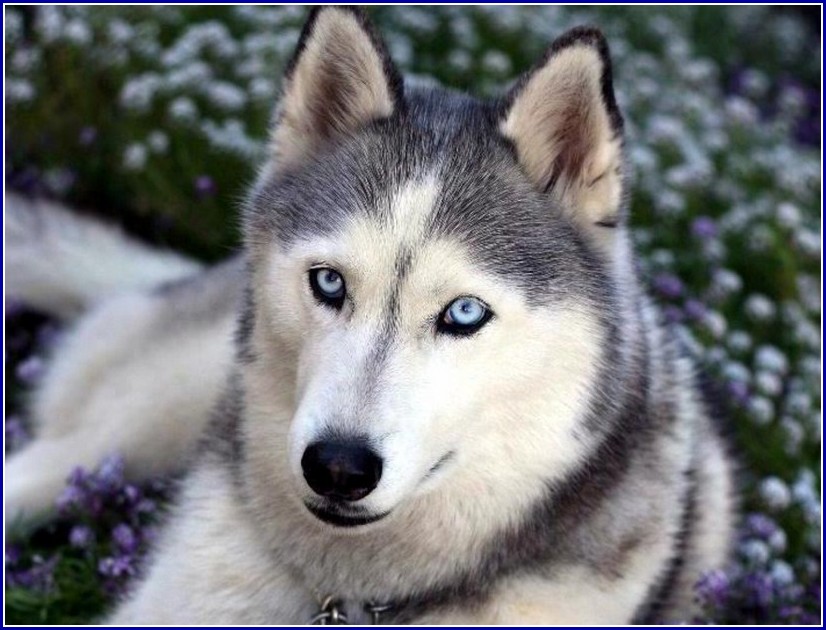 Wolf Dog Puppies With Blue Eyes