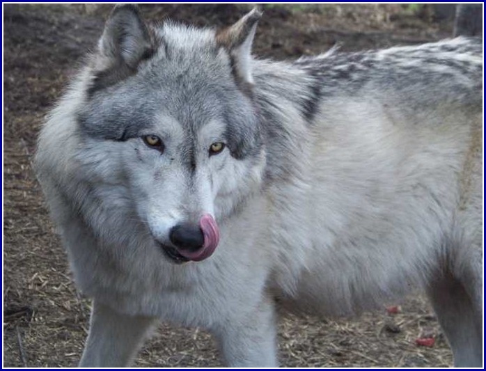 Wolf Hybrid Dogs As Pets