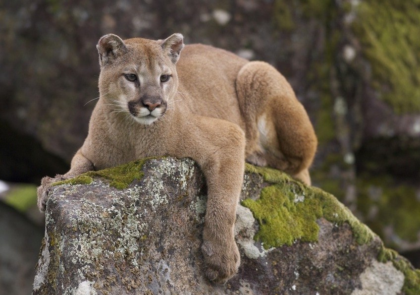 Young Mountain Lion Pictures