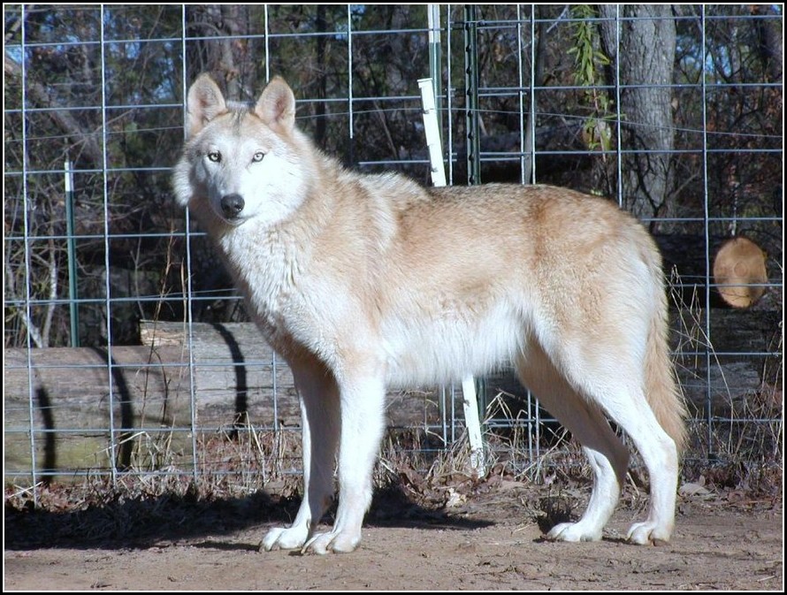 African Wild Dog Wolf Hybrid