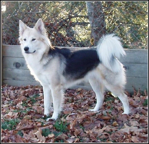 Dog Wolf Hybrid Breeds