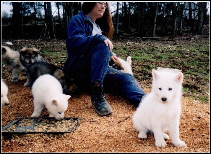 Dog Wolf Hybrid Puppy