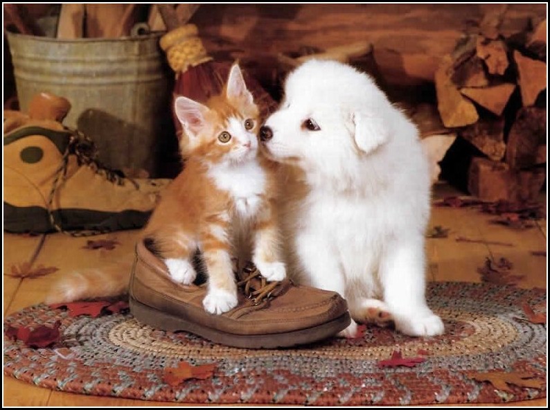 Pictures Of A Dog And A Cat Together