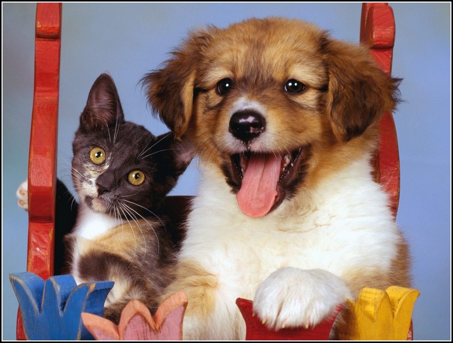 Pictures Of A Dog And Cat