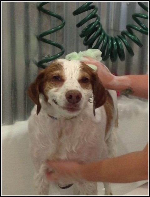 Dog Ear Wash Homemade