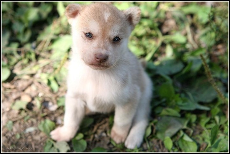 Korean Jindo Dog Puppy