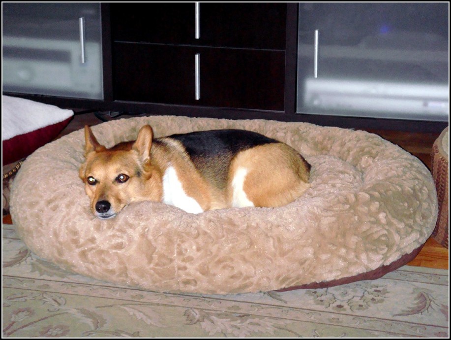 Bolster Dog Bed Costco